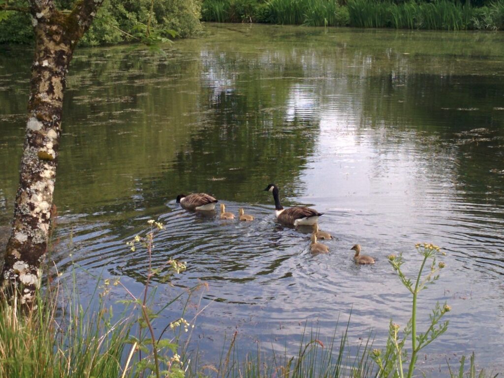 Canadian geese on the lake at Rowden